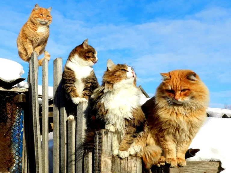 Забавные котейки