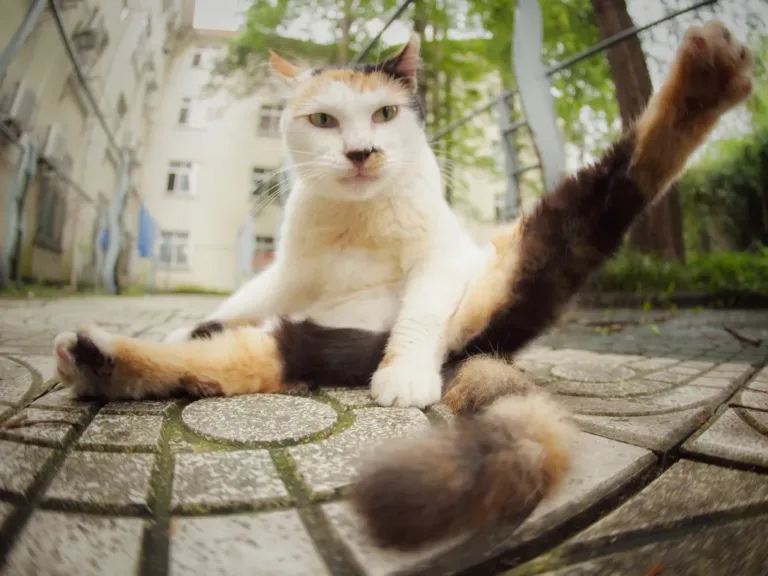 Коты всюду