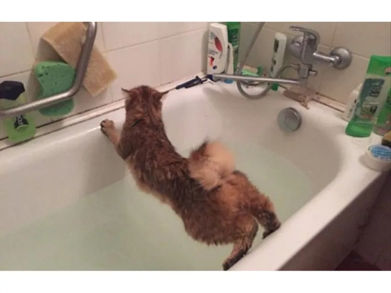 Смех с котами